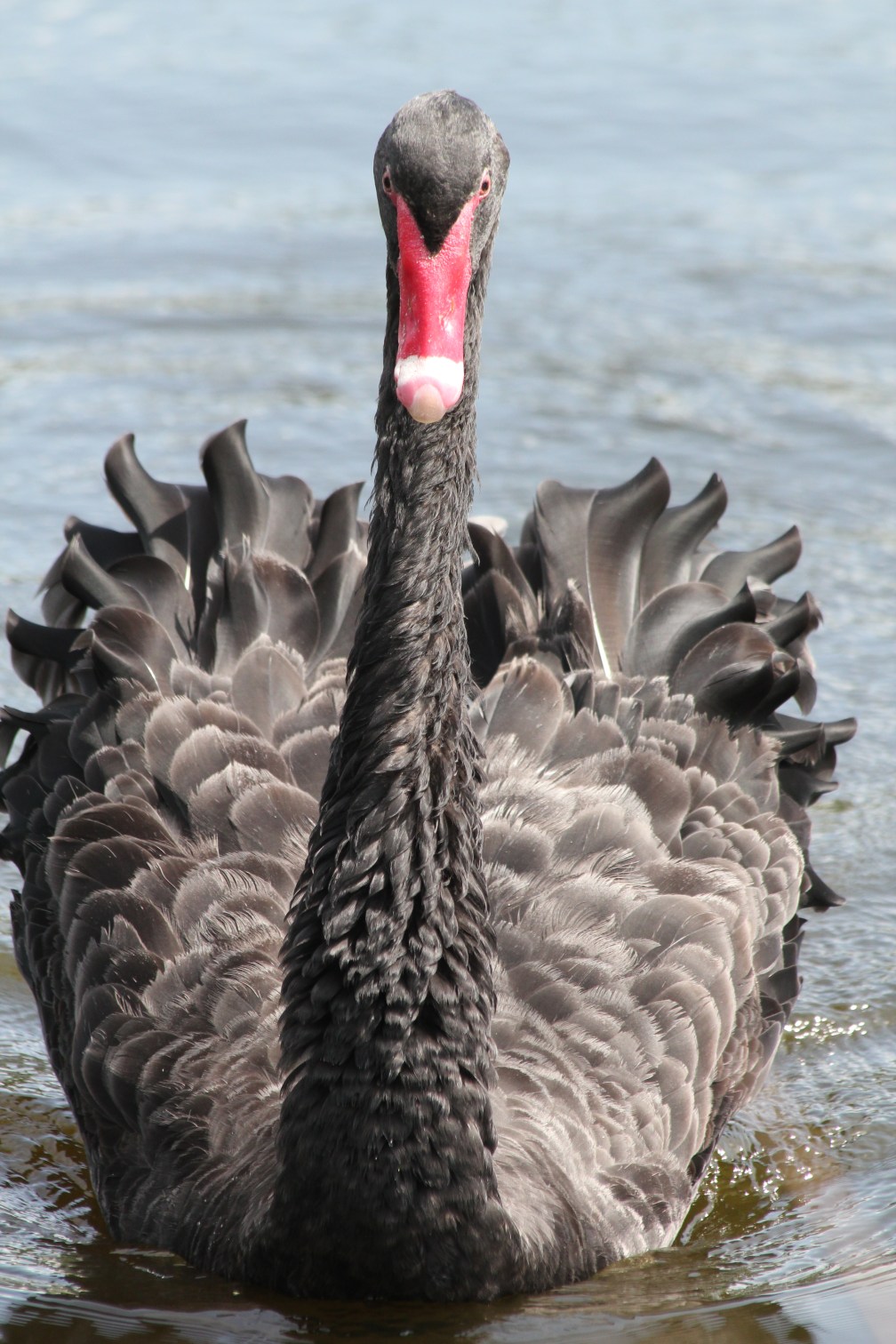 Black swan