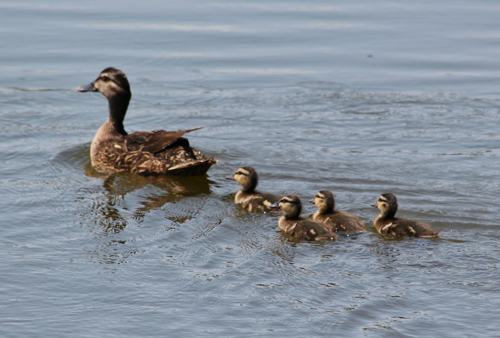 While we're looking at ducks...