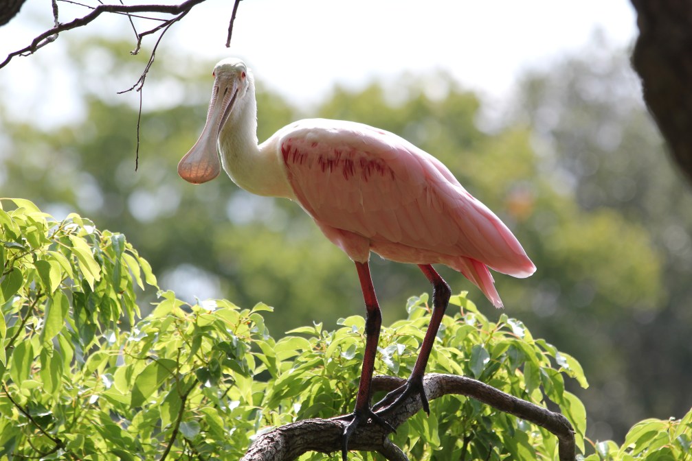 Roseate spoonbill