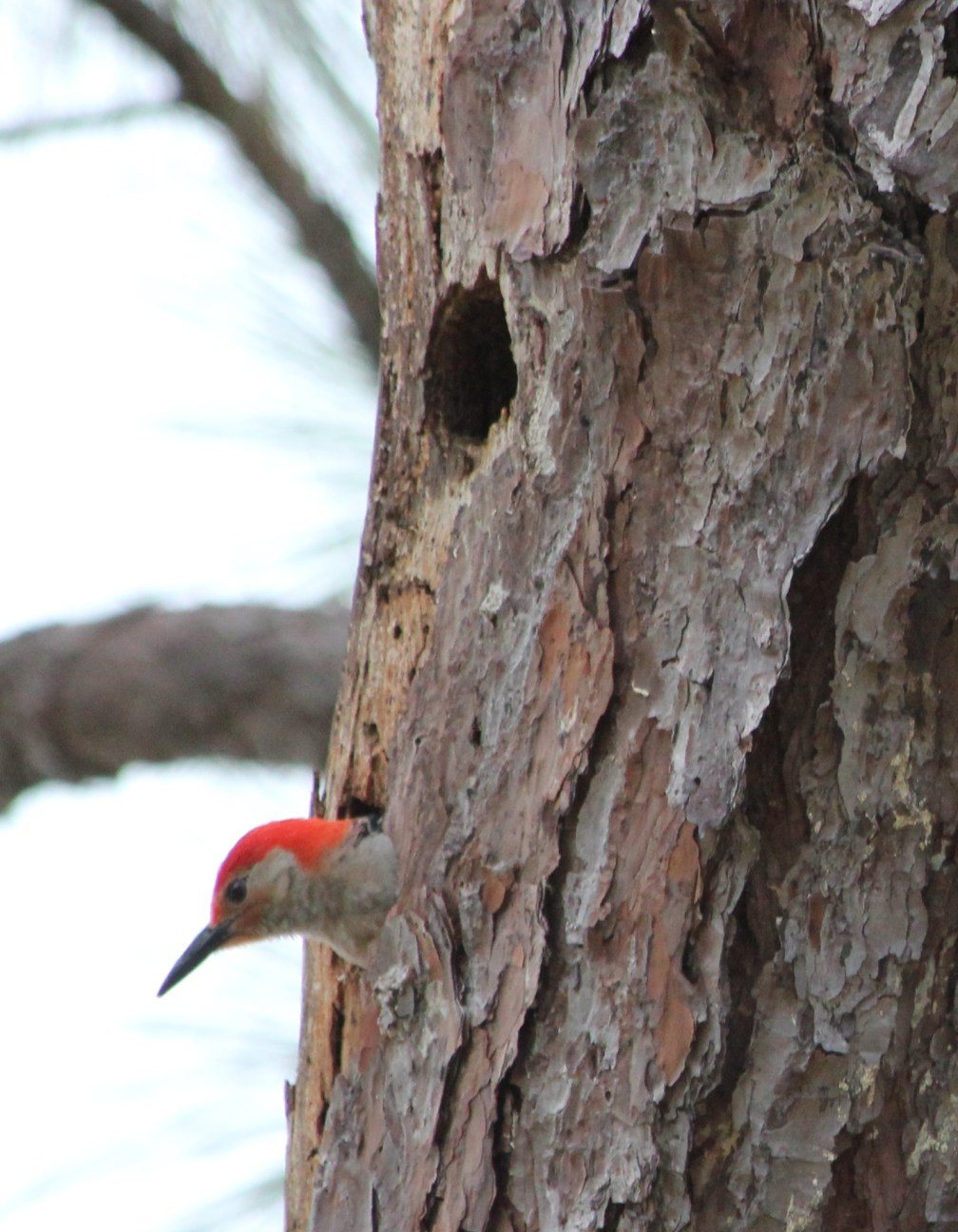 Woodpecker in a tree