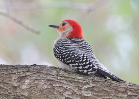 woodpecker